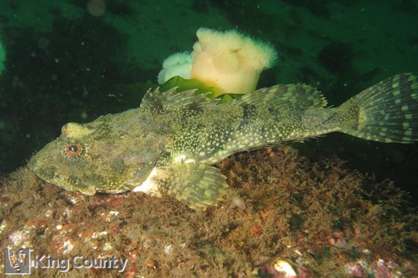 Photo of Myoxocephalus polyacanthocephalus